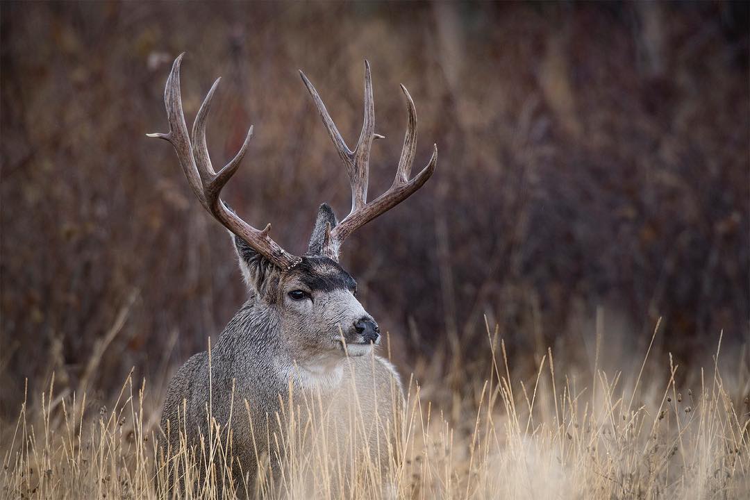 Montana Hunting Seasons: Deer, Elk & Antelope
